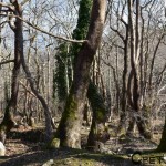 Ано Пороиа, Керкини